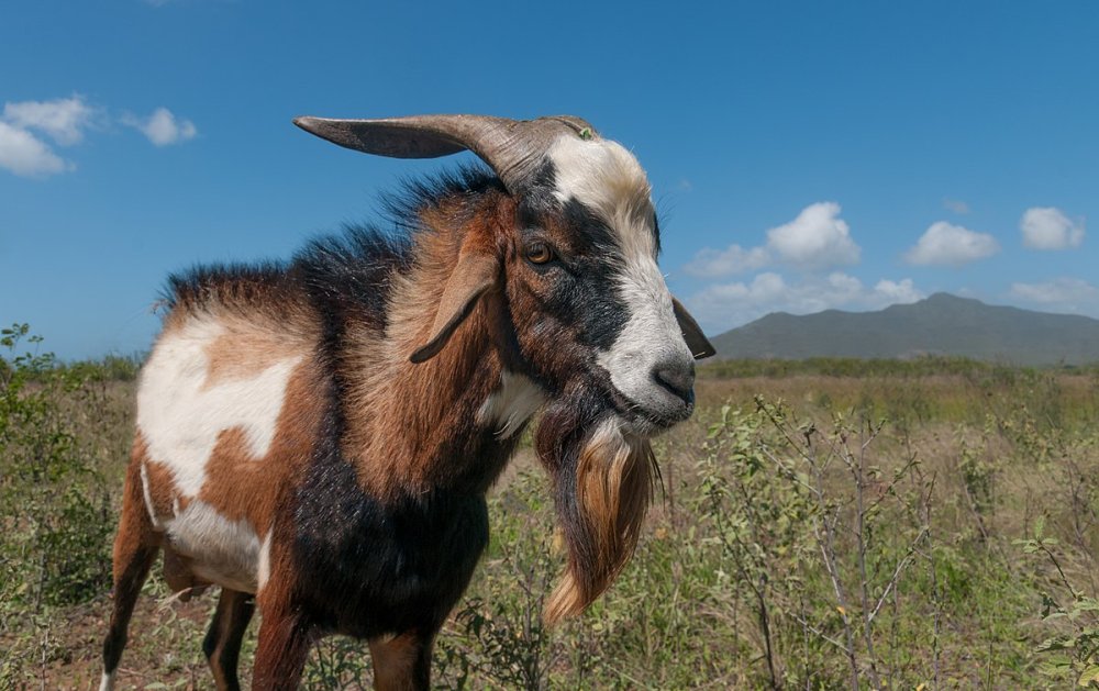 Inkaka y’ihene (igitsina cyayo) ni imari ishyushye i Rusizi na Nyamasheke