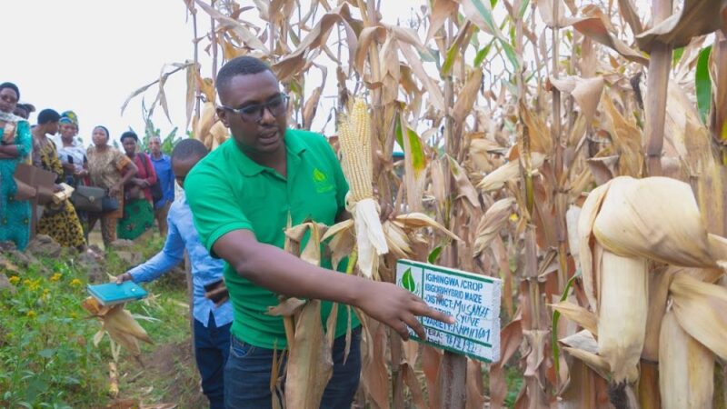 Abahinzi bambuwe arenga miliyoni 858 Frw n’Ikigo cyitwa Rumbuka kibagurira umusaruro.