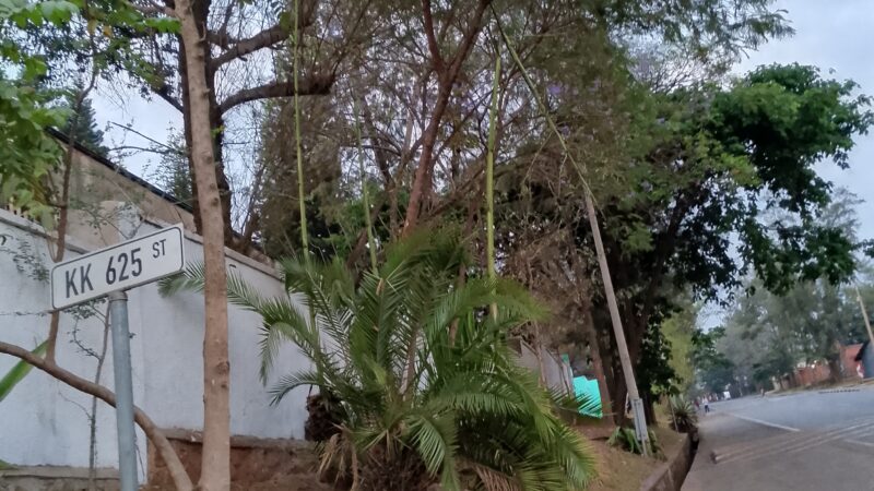 Kicukiro -Gikondo: Bahangayikishijwe n’ibiti bishaje ku muhanda uzamuka kwa Mironko.
