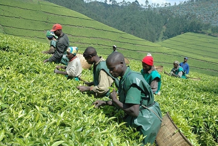 Abakora umwuga w’ubuhinzi bashegeshwa n’ingaruka z’imihindagurikire y’ibihe
