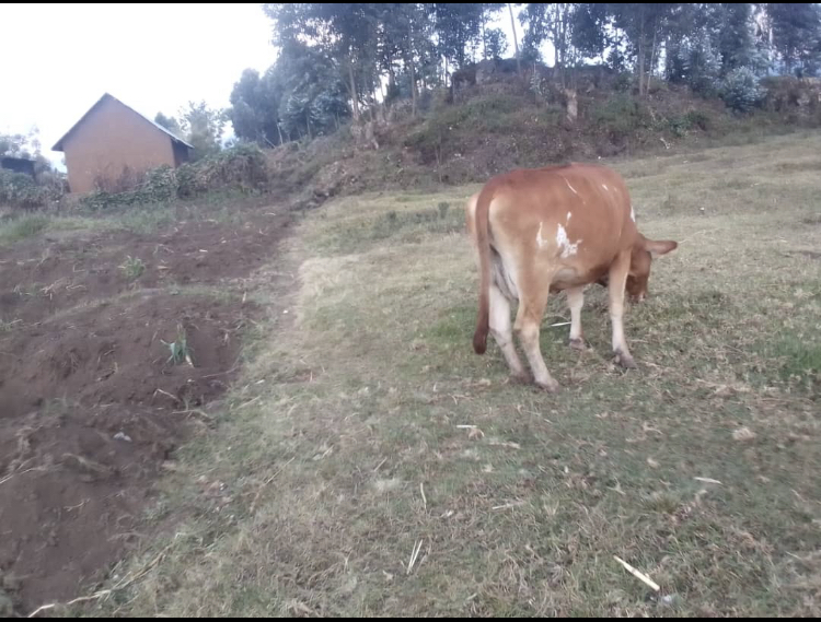 Umuyobozi w’Umudugudu wa Rushubi mu Kagari Gikombe mu Murenge wa Nyakiliba aracekwaho kwiba inka